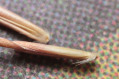 Schizachyrium tenerum