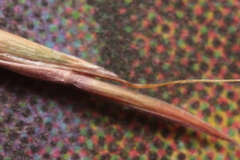 Schizachyrium tenerum