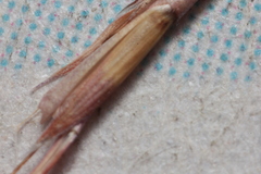 Schizachyrium tenerum