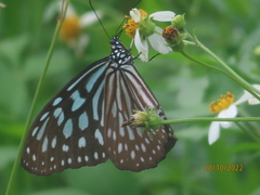 Ideopsis similis
