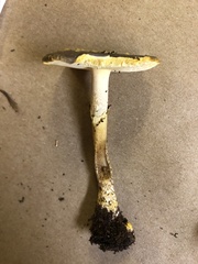 Amanita augusta