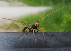 Megarhyssa atrata