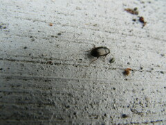 Carabidae