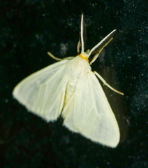 Neoplynes eudora