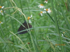Papilionoidea