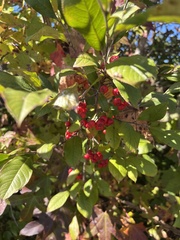 Aronia arbutifolia