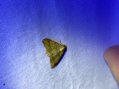Psamatodes abydata