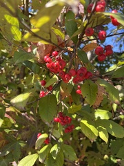 Aronia arbutifolia