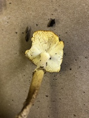 Amanita augusta