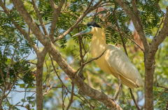 Pilherodius pileatus