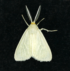 Neoplynes eudora