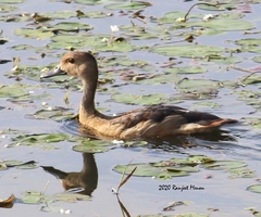 Dendrocygna javanica