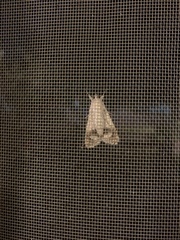 Melipotis jucunda