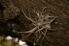 Tillandsia lepidosepala