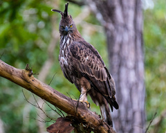 Nisaetus cirrhatus