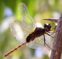 Tauriphila australis