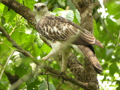 Nisaetus cirrhatus