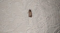 Noctuinae