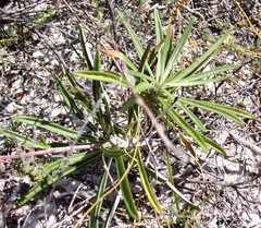 Asteraceae