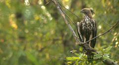 Nisaetus cirrhatus