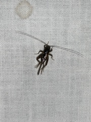 Allonemobius socius