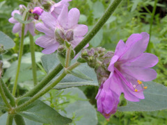Mirabilis comata