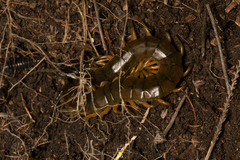 Scolopendra viridis