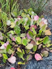 Bergenia crassifolia