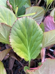 Bergenia crassifolia