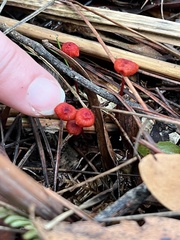 Cruentomycena viscidocruenta