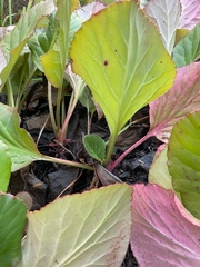 Bergenia crassifolia