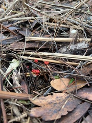 Cruentomycena viscidocruenta