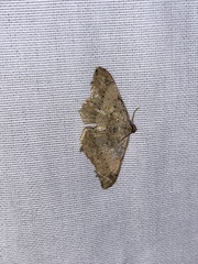 Psamatodes abydata