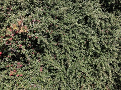 Cotoneaster microphyllus