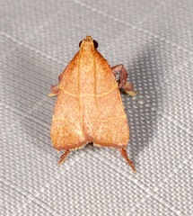 Parachma ochracealis