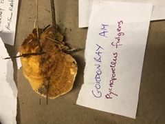 Pycnoporellus fulgens