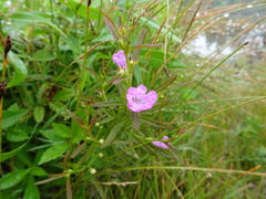 Agalinis neoscotica