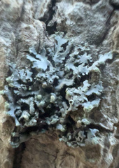 Phaeophyscia pusilloides