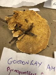 Pycnoporellus fulgens