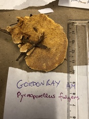 Pycnoporellus fulgens