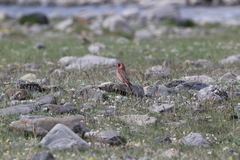 Carpodacus rubicilla
