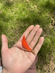 Erythrina ×sykesii