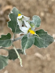 Solanum douglasii