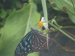 Ideopsis similis