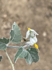Solanum douglasii