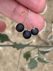 Solanum douglasii