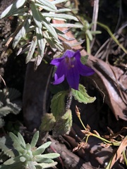 Campanula pallida