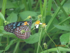 Ideopsis similis