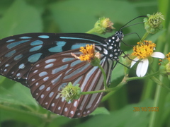 Ideopsis similis