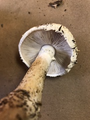Amanita smithiana